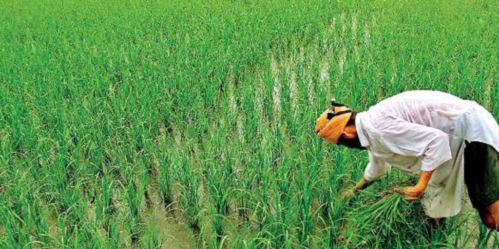 धीमी राह पर: भारत में जैविक खेती की स्थिति