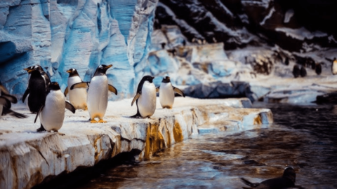 Best Penguin Name Ideas