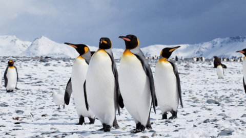 Good Names for Penguins