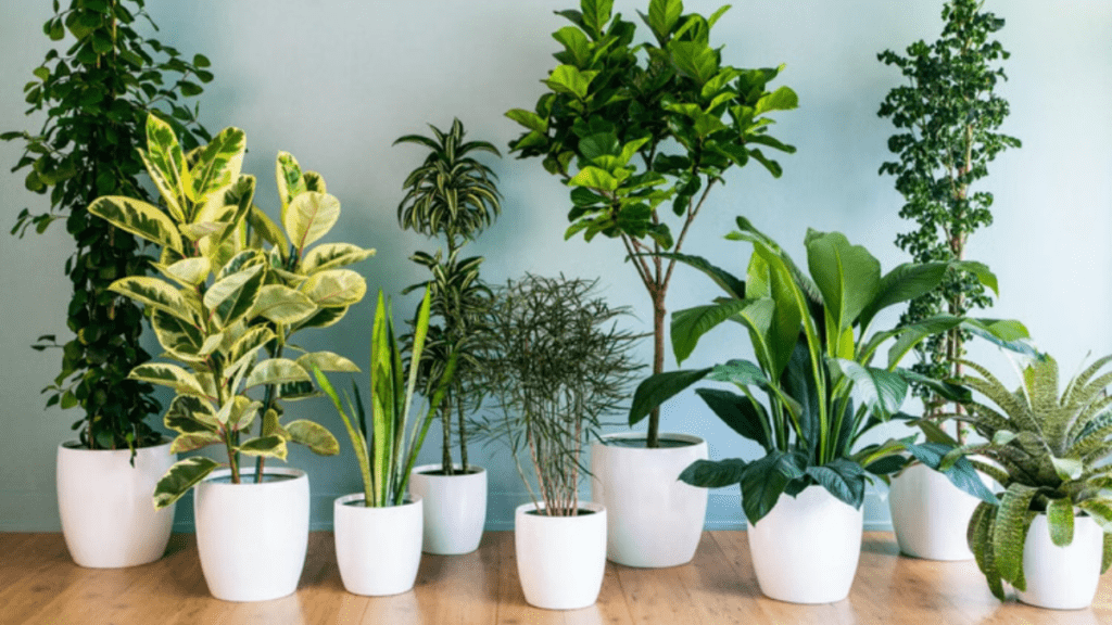 वास्तु टिप्स