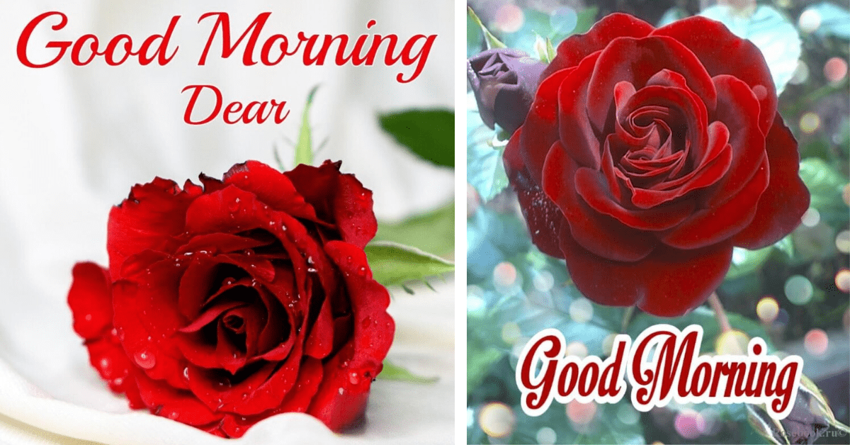धार्मिक गुड मॉर्निंग Flower: फूलों के साथ भेजें शुभ प्रभात की दिव्य शुभकामनाएँ!
